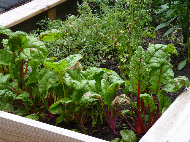 23 of the Yummiest and Best Vegetable Plants For Container Gardening (& Fruit too!)