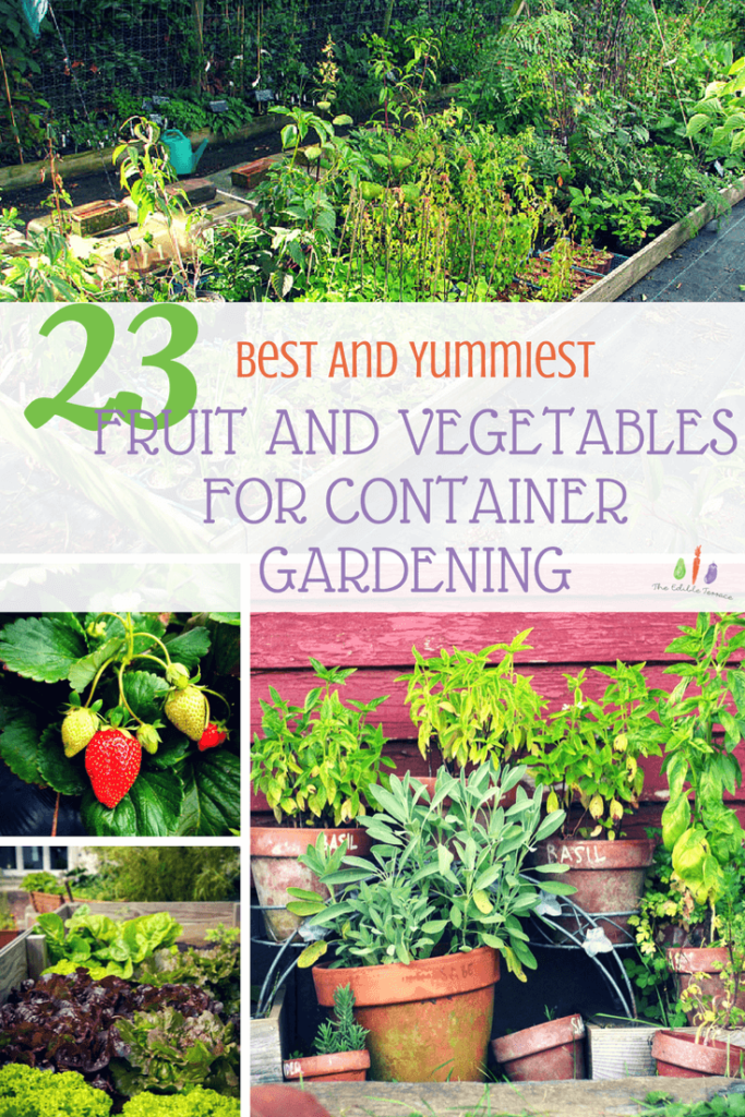 Are you new to container gardening and trying to decide which are the best fruits & vegetables that can be grown in pots? Below is my list of 23 different produce, from tomatoes to fruit trees, that I feel will not only create the best container garden for you but they are also easy to grow.