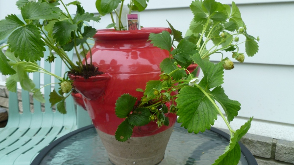 growing strawberries in containers