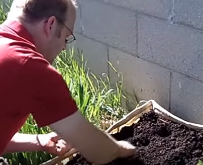 how to grow beans in pots