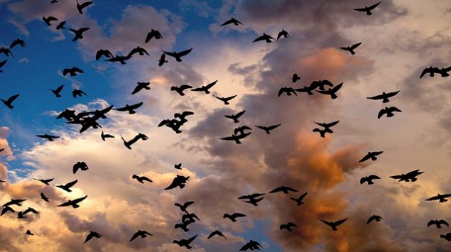 7 Fun Facts about Bird Migration