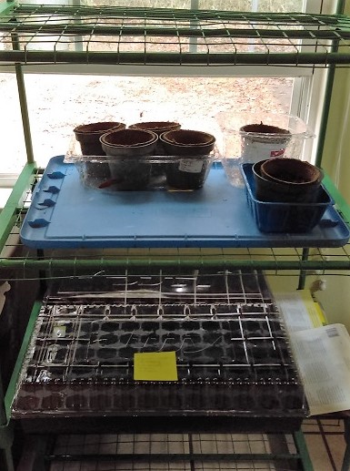 Planting with Jiffy Seed Starter Trays