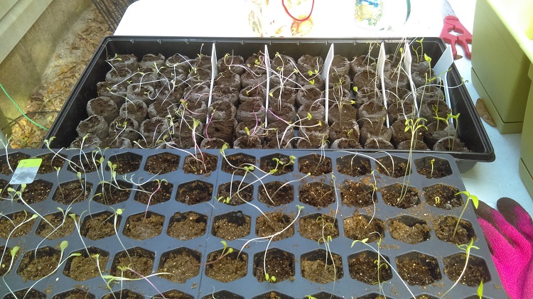 Day 21 with Jiffy Seed Starter Trays