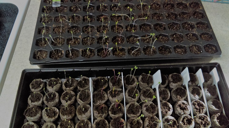 Day 4 with Jiffy Seed Starter Trays
