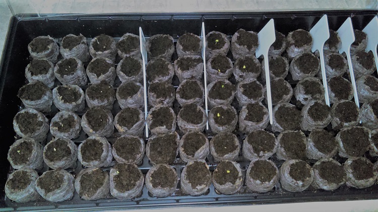 Growing with Jiffy seed starter kit