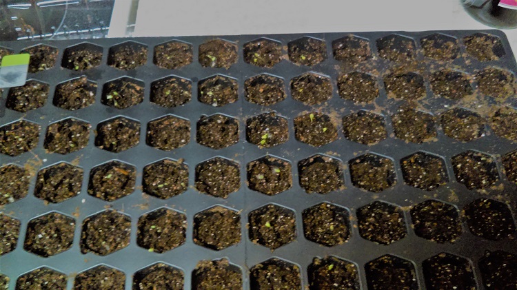 Planting with Jiffy seed starters