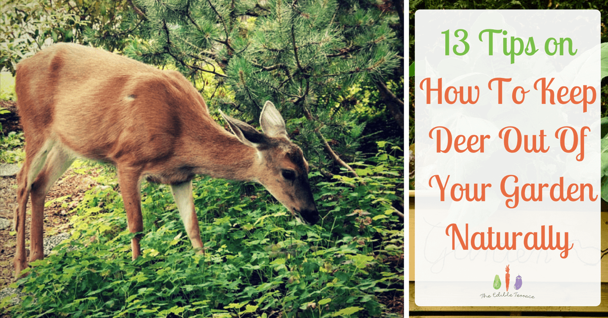 13 Tips on How to Keep Deer Out of the Garden Naturally
