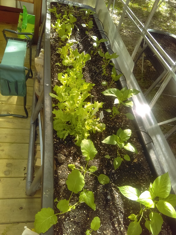 The Edible Terrace 10' feed trough with spring seedlings in it.