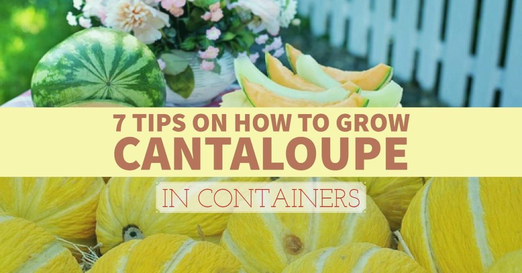 How to Grow Cantaloupe in Containers