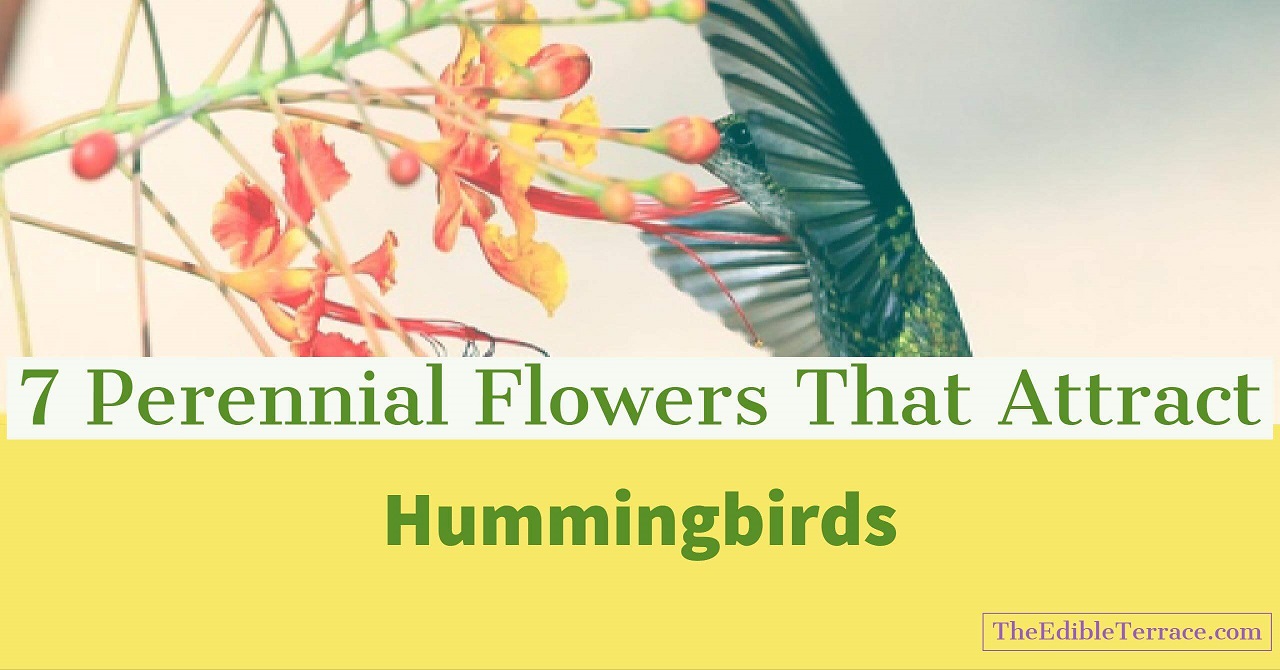 Become an Expert on Perennial Flowers that Attract Hummingbirds