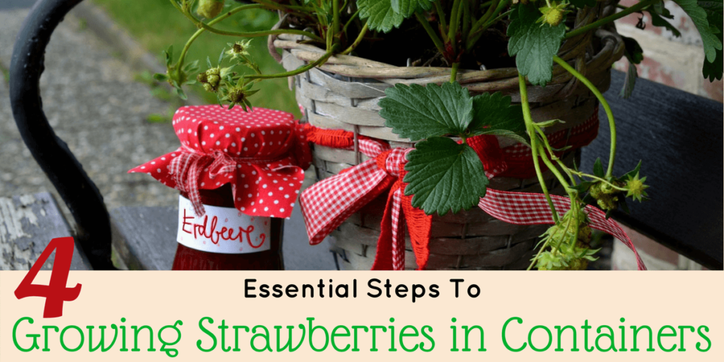 Growing strawberries in containers