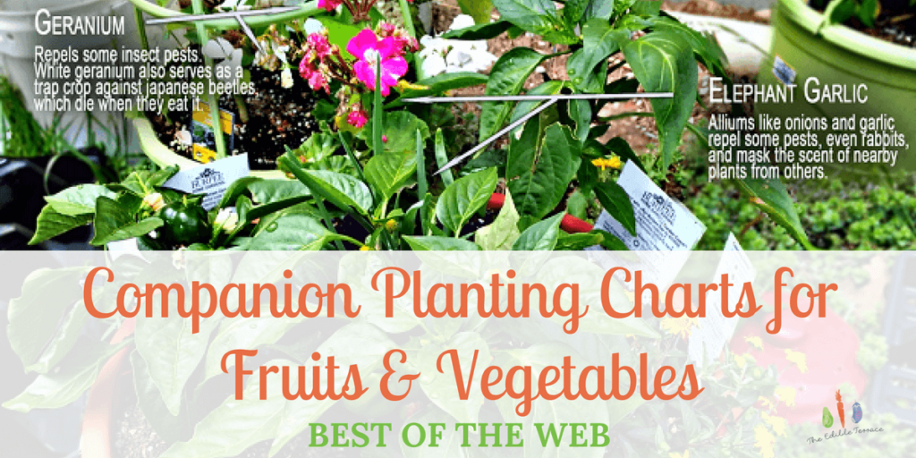 Companion Planting Charts for Vegetables 