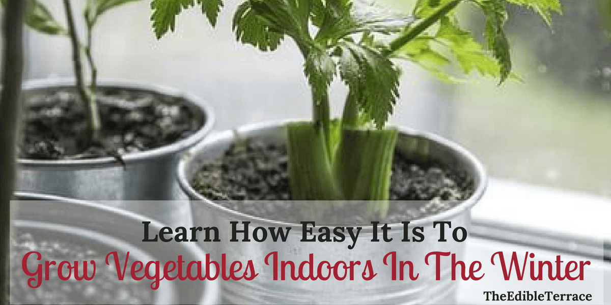 Learn How Easy It Is To Grow Vegetables Indoors In The Winter