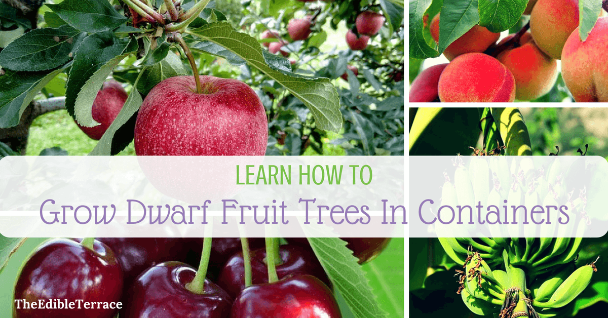 Learn How Growing Dwarf Fruit Trees In Containers Is Doable