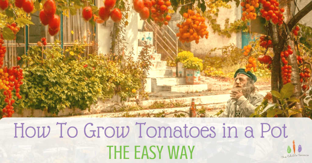 How to grow tomatoes in a pot