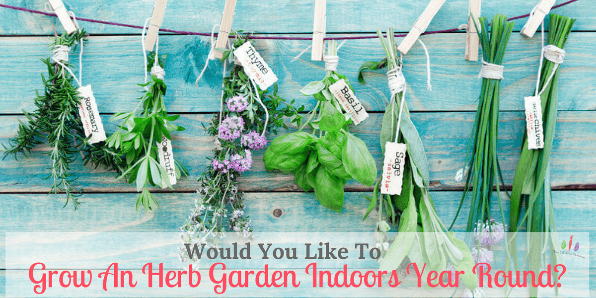 grow an herb garden indoors year round