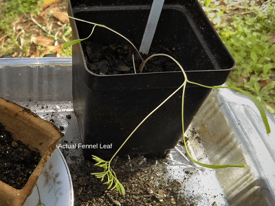 beginner container herb garden