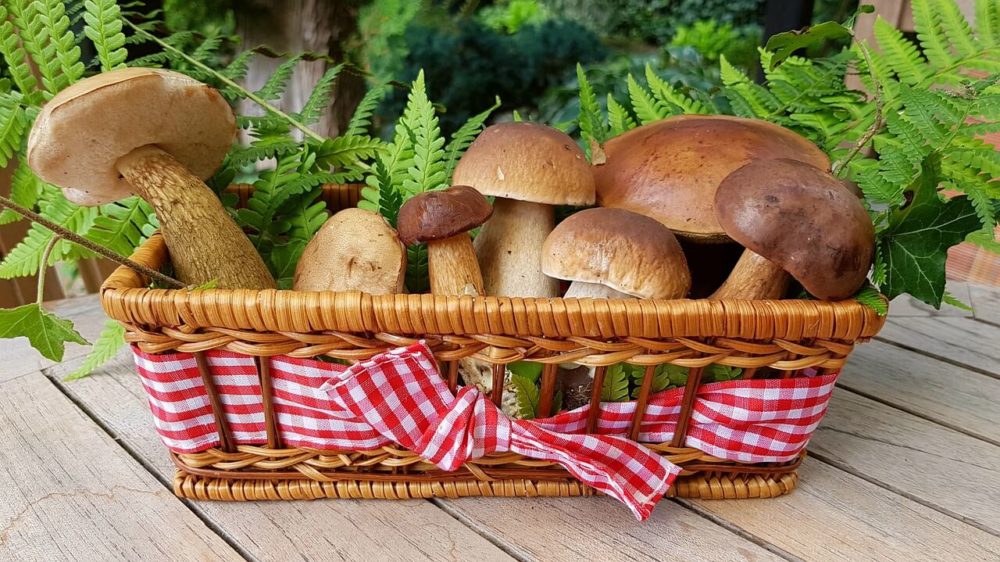 Would You Like To Grow Your Own Mushrooms Without A Kit?