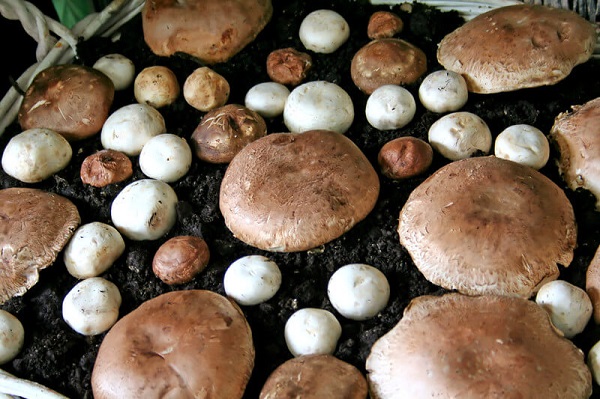 grow your own mushrooms from home
