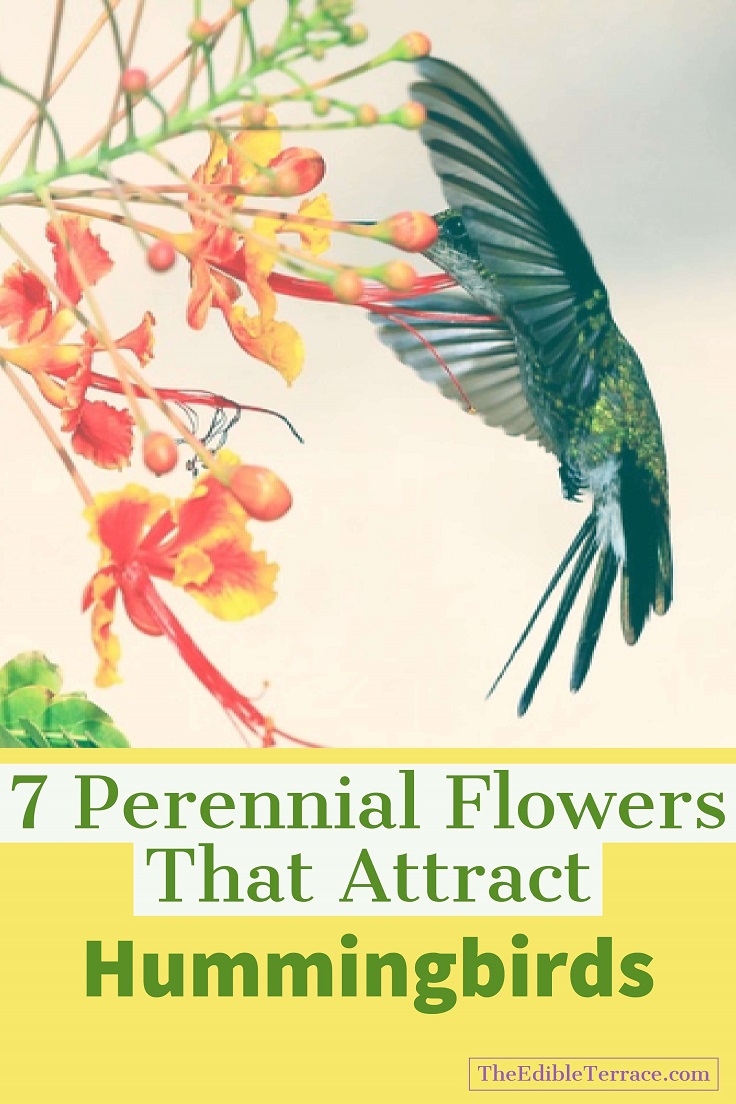 Become an Expert on Perennial Flowers that Attract Hummingbirds