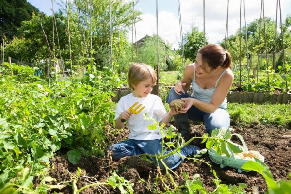 Set Vegetable Gardening Goals and Reap The Harvest