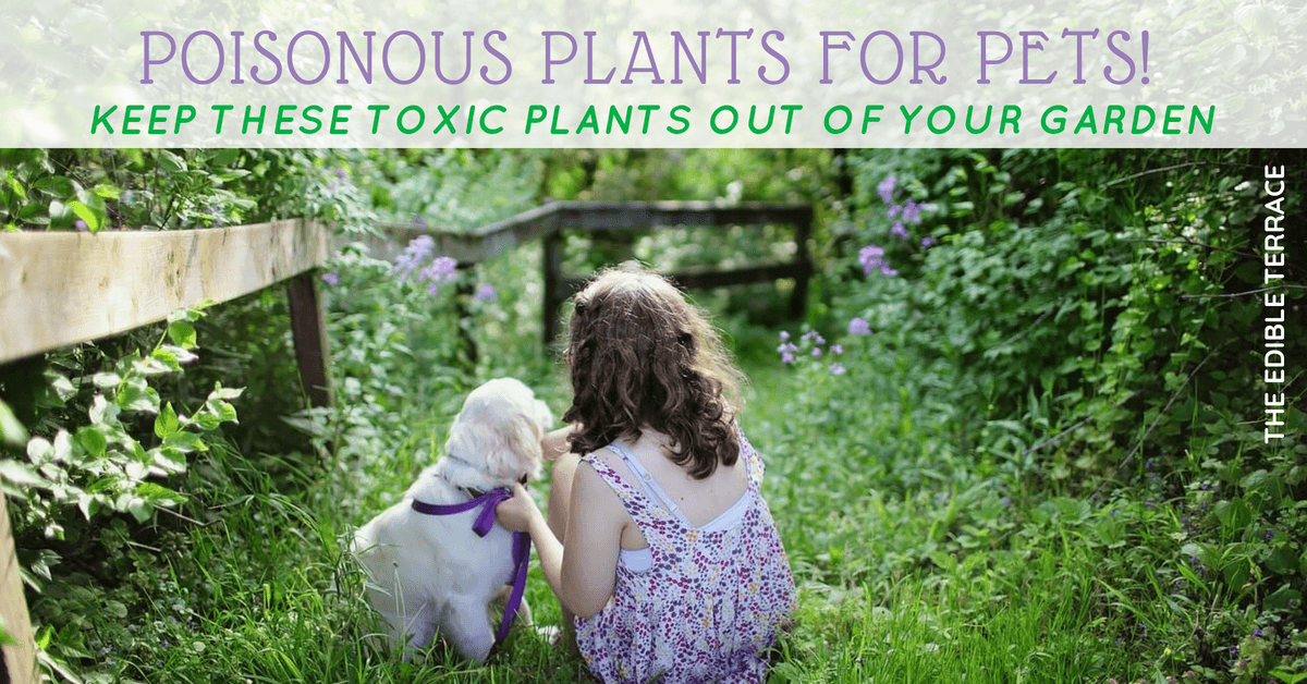 Poisonous Plants For Pets! Keep These Toxic Plants Away From Your Fur Babies