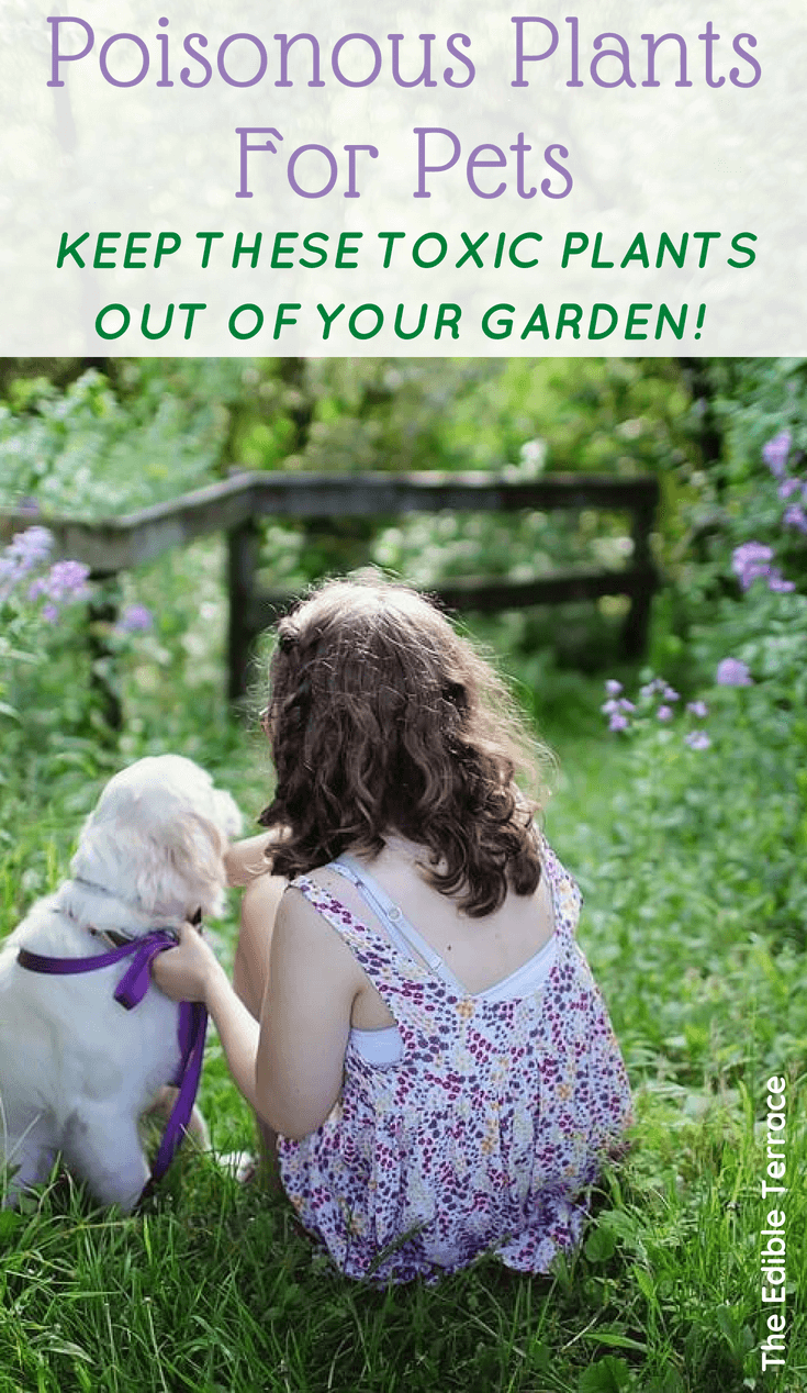Poisonous Plants For Pets! Keep These Toxic Plants Away From Your Fur