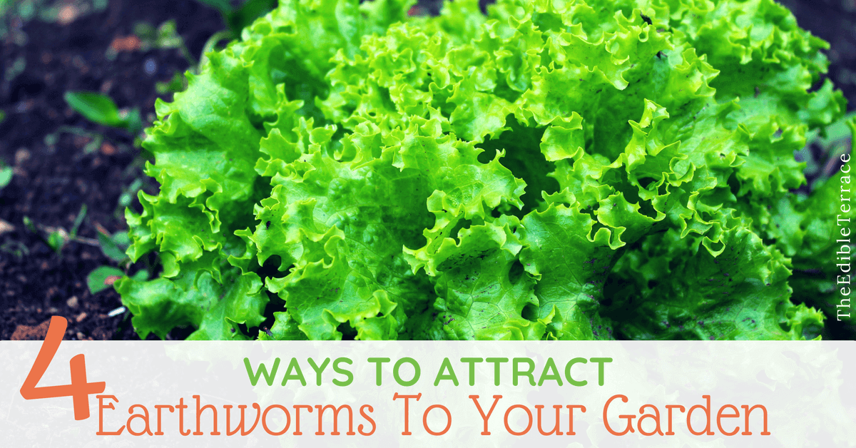 Earthworms for Your Garden – 4 Ways to Attract Them